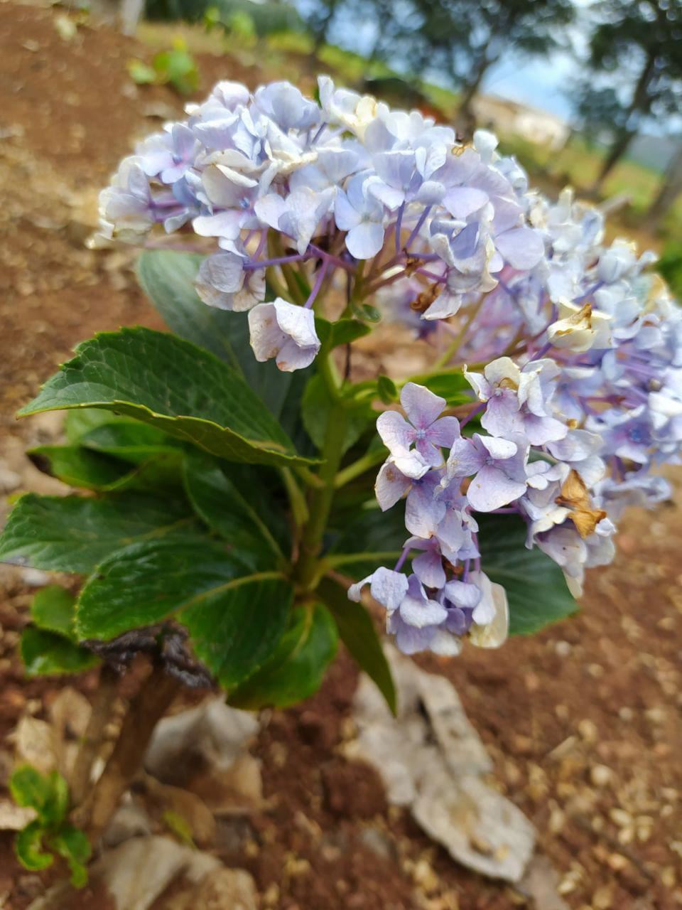 Serginho e Chinho Serviços de Prestação de Jardinagem em Geral